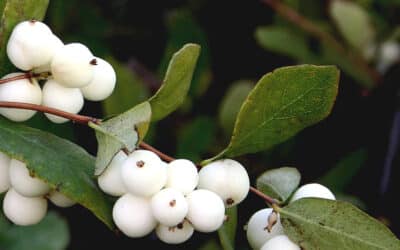 Snowberries from Holland