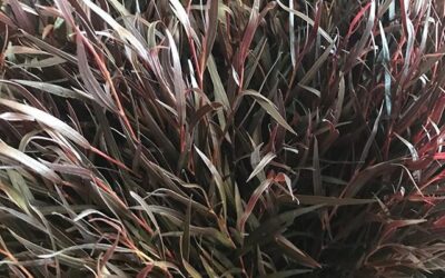 Agonis Foliage (California)