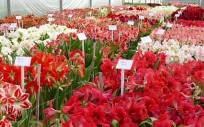 Dutch Amaryllis (All colors)