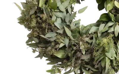 Seeded Eucalyptus (California)