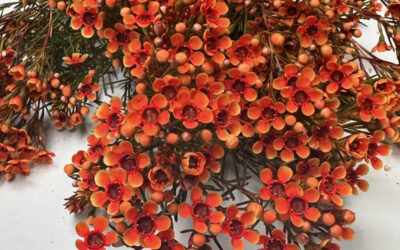 Orange Dyed Wax Flowers