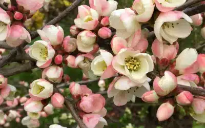 Quince Blossoms