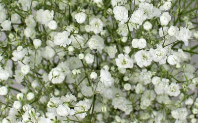 Gypsophila Excellence