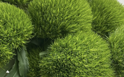 Green Dianthus from Columbia