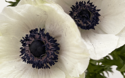 Anemones from Ecuador