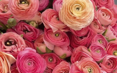 Ranunculus from Ecuador
