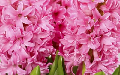 Hyacinths