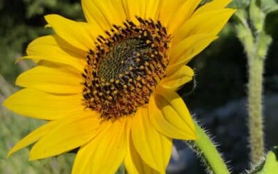 Sunflowers from California