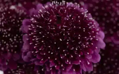 Scoop scabiosa from Ecuador
