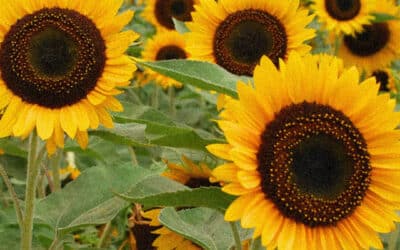 Sunflowers from Peru