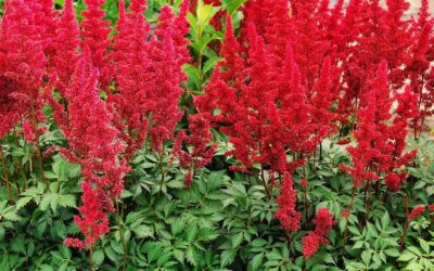 Red Astilbe from Holland