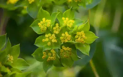 Bupleurum from California