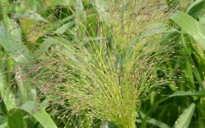Frosted Explosion Grass from California