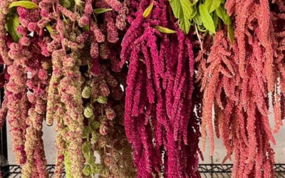 Hanging Amaranthus from Ecuador