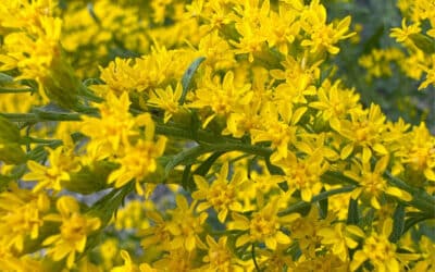 Solidago from Colombia