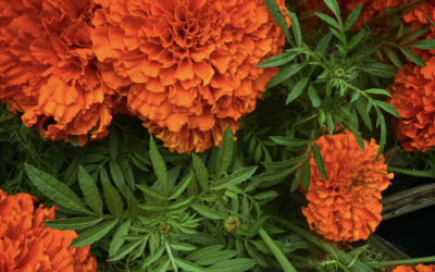 Marigolds from California